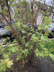 Acer negundo