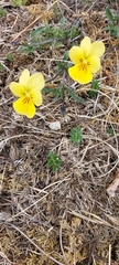 Viola lutea calaminaria
