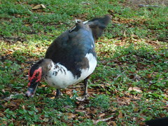 Cairina moschata domestica