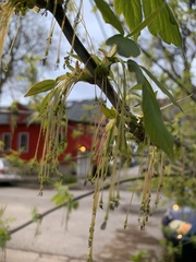 Acer negundo