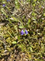 Scutellaria parvula