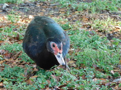 Cairina moschata domestica