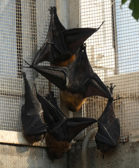 Pteropus rodricensis