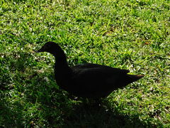 Cairina moschata domestica
