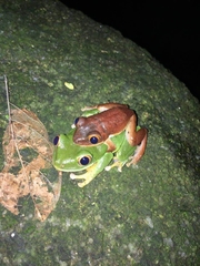 Tachycnemis seychellensis