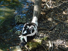 Cairina moschata domestica