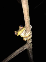 Tachycnemis seychellensis