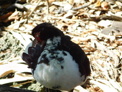 Cairina moschata domestica
