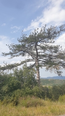 Pinus nigra laricio