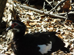 Cairina moschata domestica