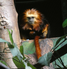 Leontopithecus chrysomelas