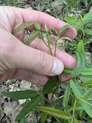 Orbexilum pedunculatum