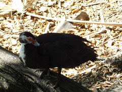 Cairina moschata domestica