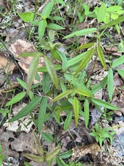 Orbexilum pedunculatum