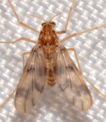 Apsectrotanypus johnsoni