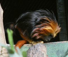 Leontopithecus chrysomelas