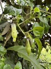 Salpichroa tristis