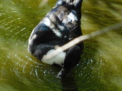 Cairina moschata domestica
