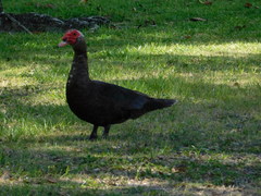 Cairina moschata domestica