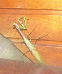 Stagmatoptera supplicaria