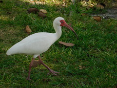 Eudocimus albus