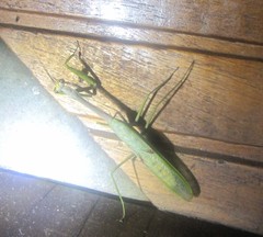 Stagmatoptera supplicaria