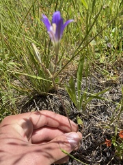 Brodiaea elegans elegans