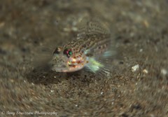Istigobius hoesei