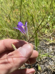 Brodiaea elegans elegans