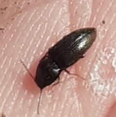 Hypnoidus abbreviatus