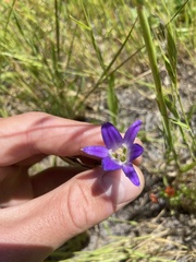 Brodiaea elegans elegans