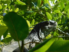 Iguana iguana