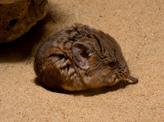 Macroscelides proboscideus