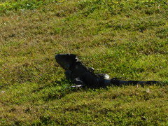 Iguana iguana