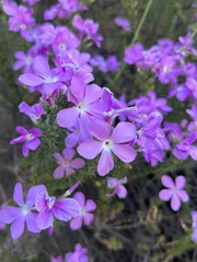 Linanthus californicus