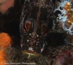 Hypoplectrodes nigroruber