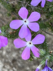Linanthus californicus