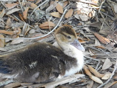 Cairina moschata domestica