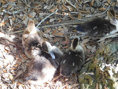 Cairina moschata domestica