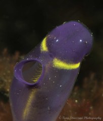 Clavelina meridionalis