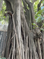 Ficus