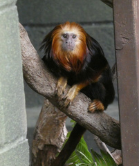 Leontopithecus chrysomelas