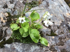 Viola macloskeyi