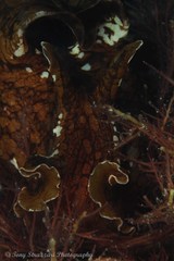 Aplysia extraordinaria