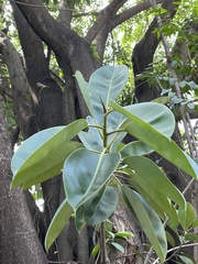Ficus