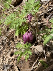 Dicentra formosa formosa