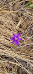 Brodiaea kinkiensis