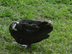 Cairina moschata domestica