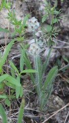 Plantago helleri