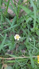 Tridax procumbens